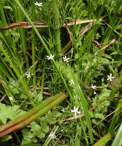 Marsh Sandwort Flowering