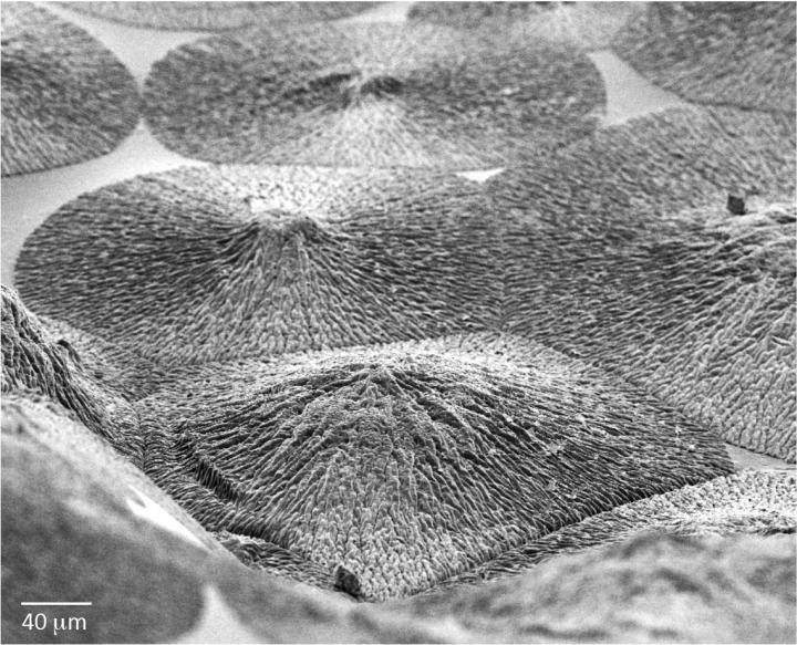 Close-Up of the Enamel-Like Material (2 of 2)