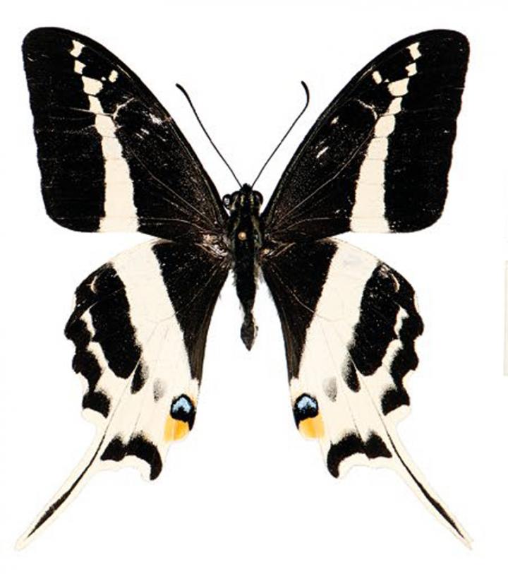 Natewa Swallowtail (<i>Papilio natewa</i>) (2 of 2)