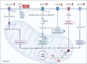 Overview of altered fuel preference and cardiac energetics in diabetic cardiomyopathy