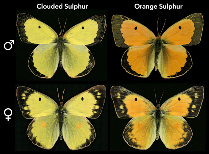 Colias four species