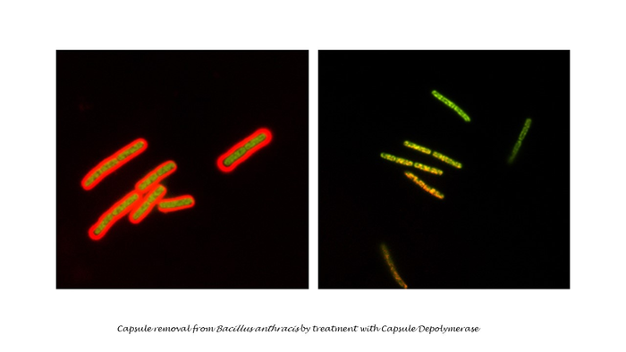 Capsule removal from Bacillus anthracis by treatment with Capsule Depolymerase