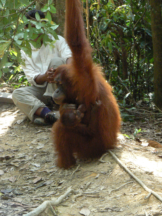 Orangutan Image 3
