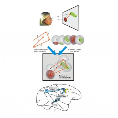 Snapshots Make a Scene