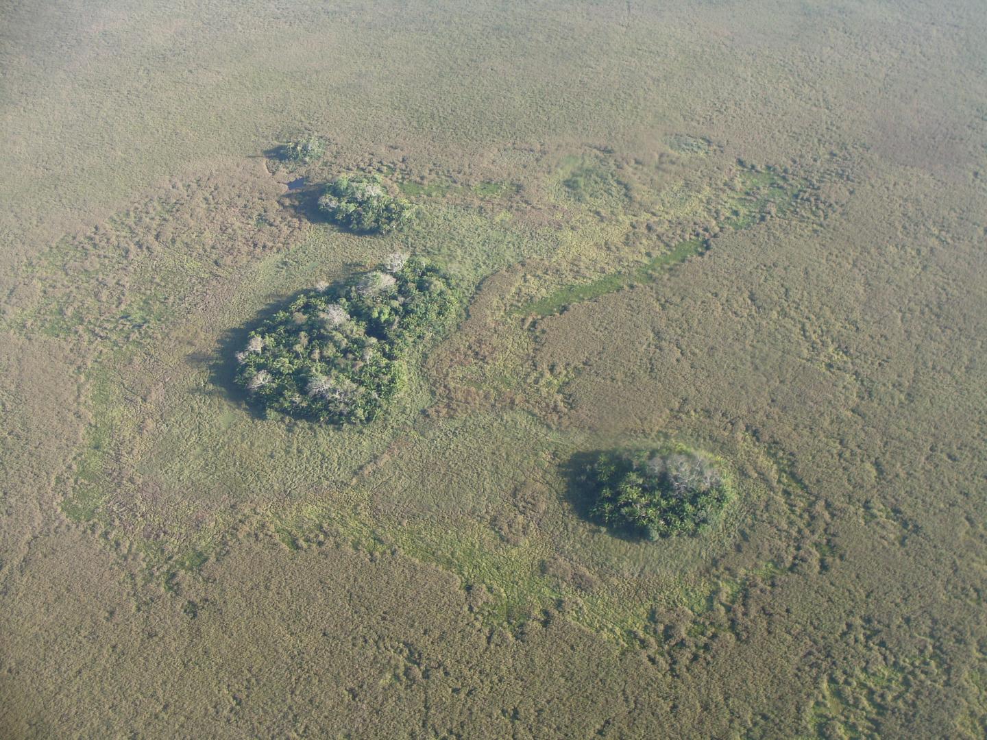 Forest Islands Seen from Above