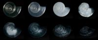 The Pteropod