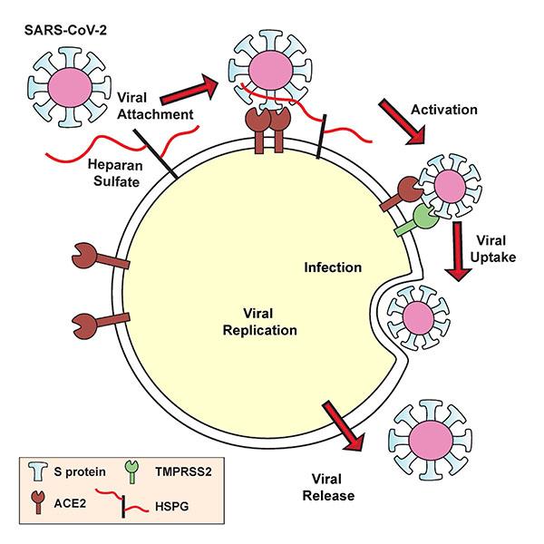 SARS-CoV-2 and ACE2 Graphic, University of California San Diego Health Sciences