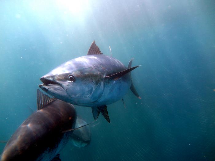 Bluefin tuna