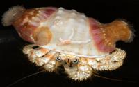 Anemone Hermit Crab, <i>Dardanus brochypops</i>