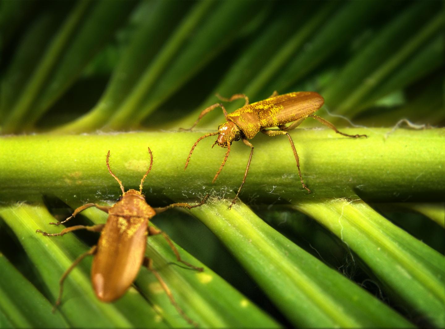 Reconstruction of the Early Cretaceous <em>Darwinylus marcosi</em> Beetle