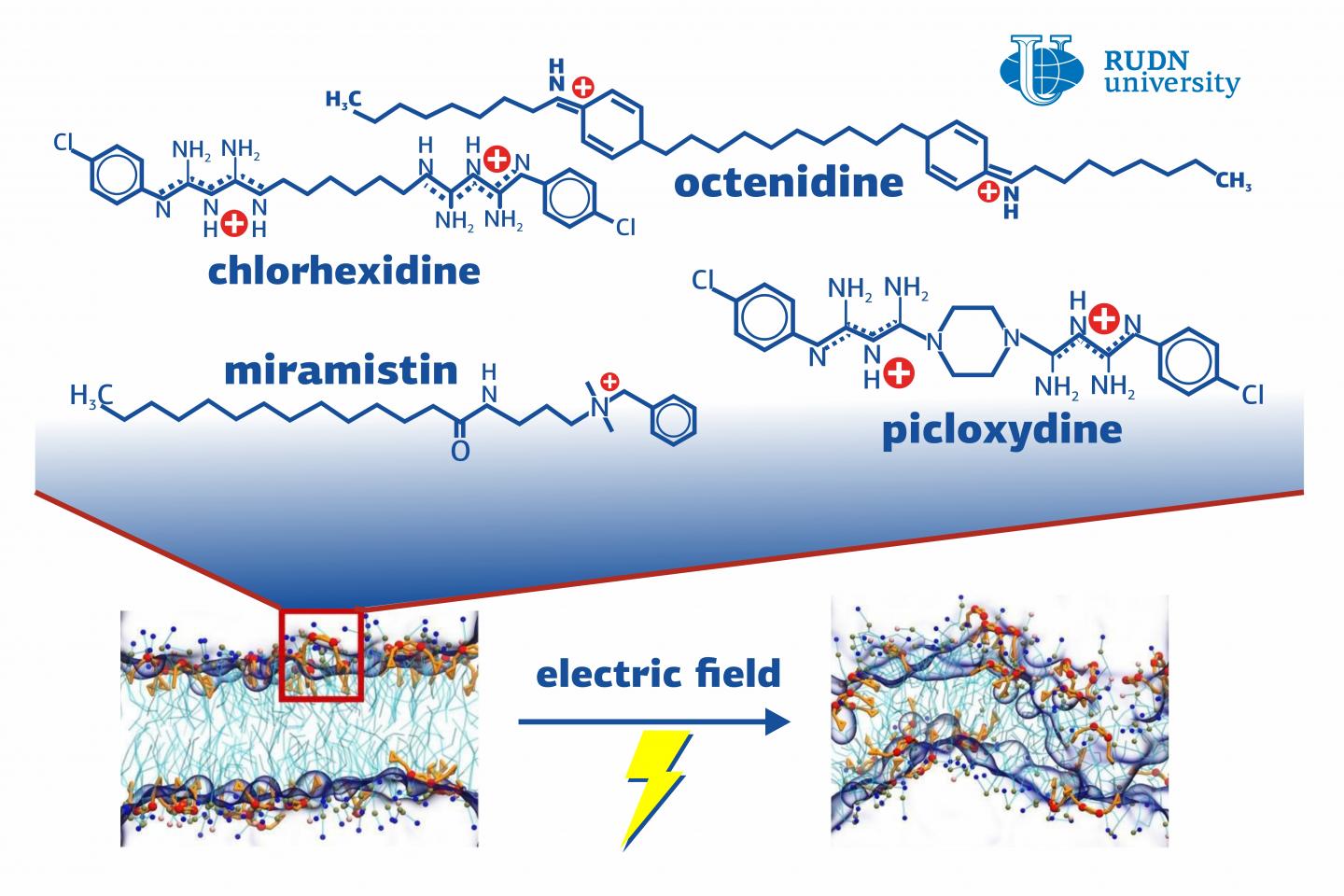 Biophysicists Modelled the Effect of Antiseptics on Bacterial Membranes