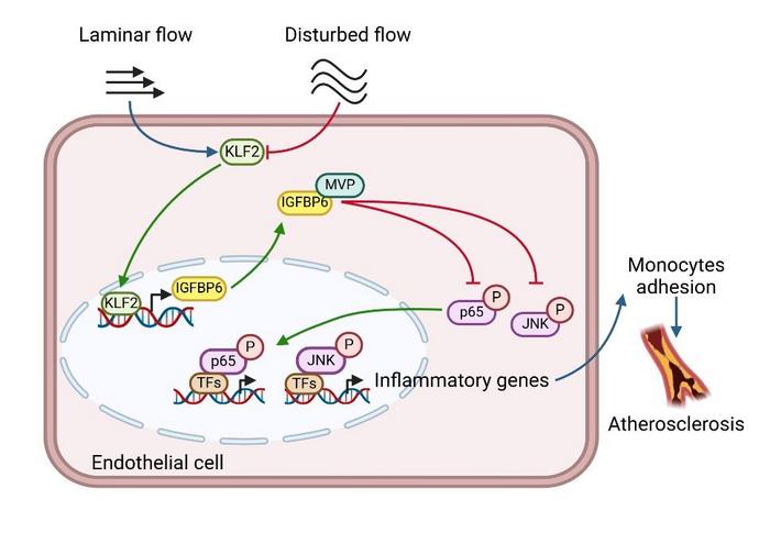 Endothelial IGFBP6 suppresses vascular inflammation and atherosclerosis