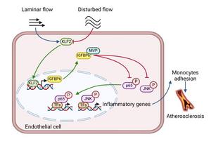 Endothelial IGFBP6 suppresses vascular inflammation and atherosclerosis