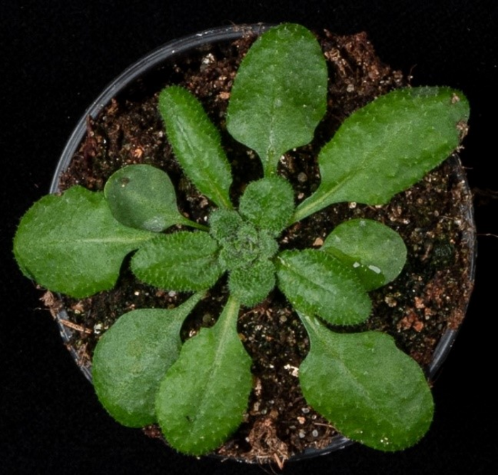 Arabidopsis thaliana