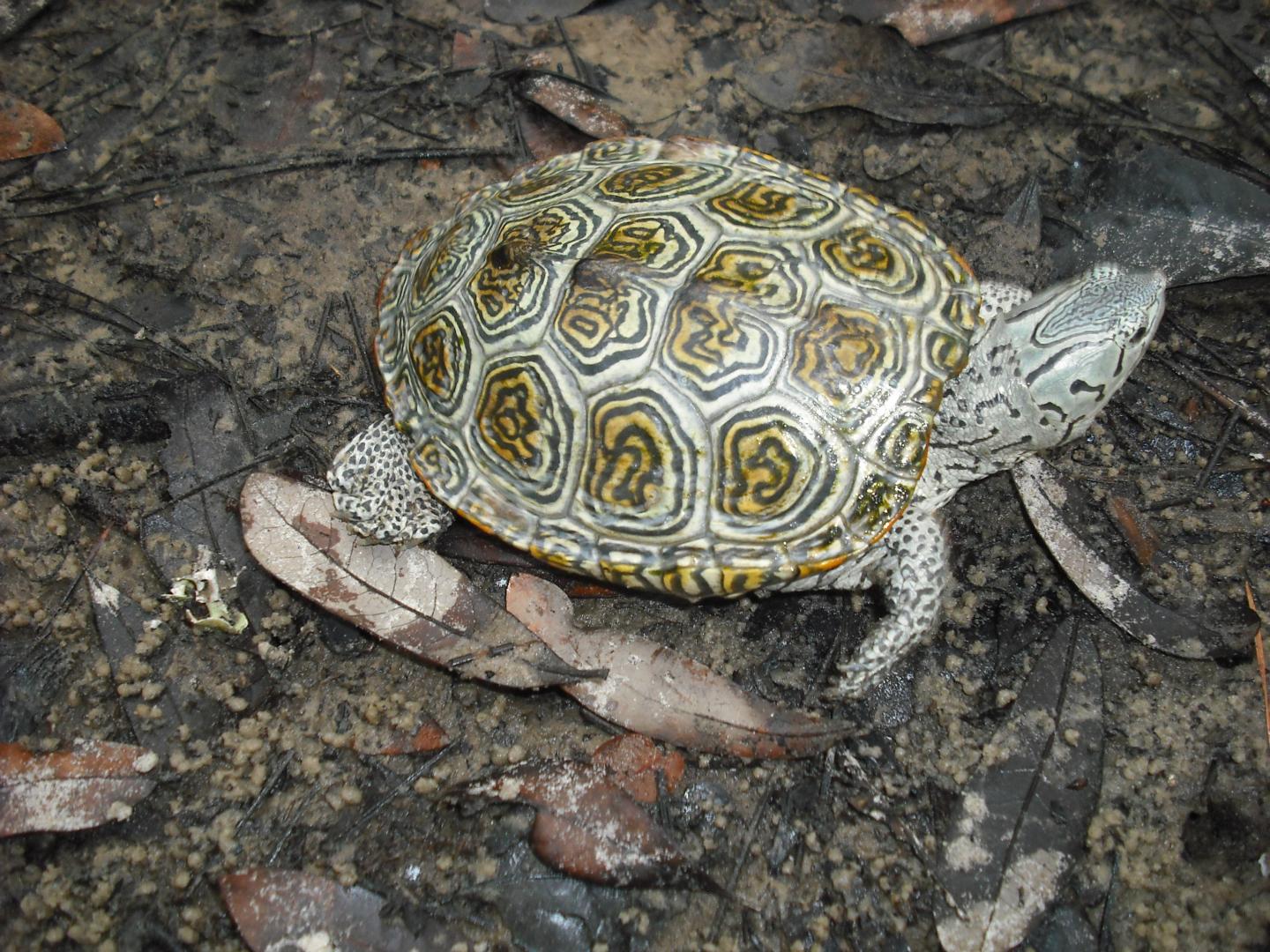 Diamondback Terrapin