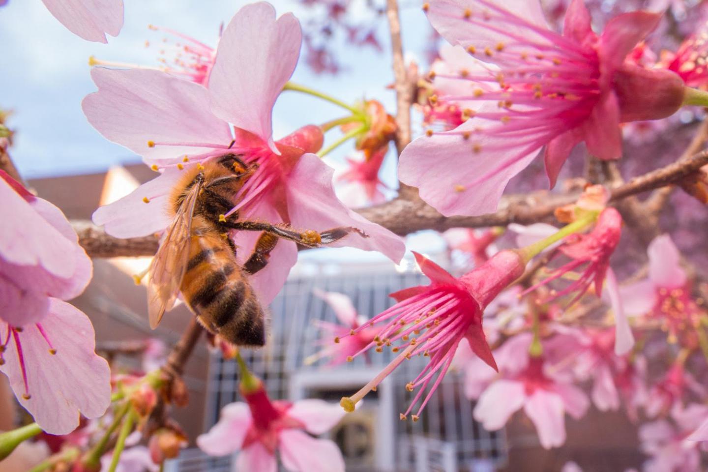 City Bees Don't Indulge in Junk Food