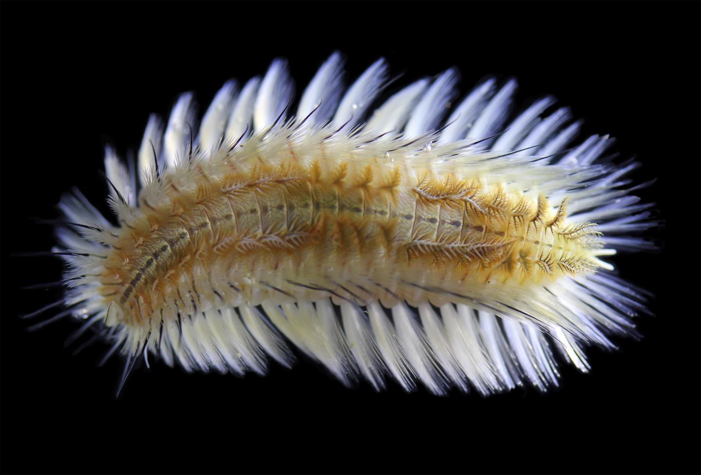 WoRMS - World Register of Marine Species - Champia affinis (J.D.