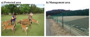 Contrasting human-deer interactions in Nara City: tourism vs. crop protection.