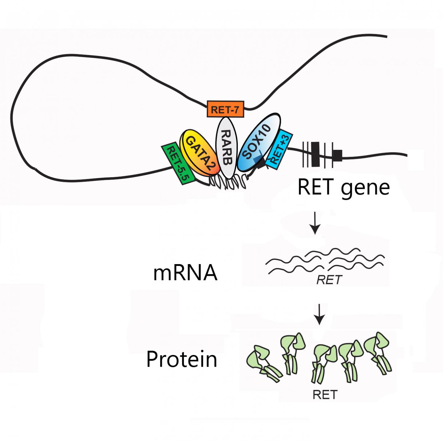 Mutations in RET's Three Enhancers