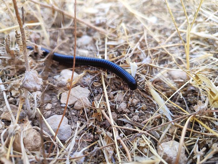 Millipede