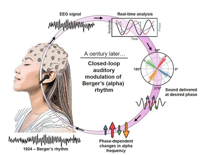 An auditory stimulation approach modulates brain alpha oscillations and interferes with sleep onset dynamics
