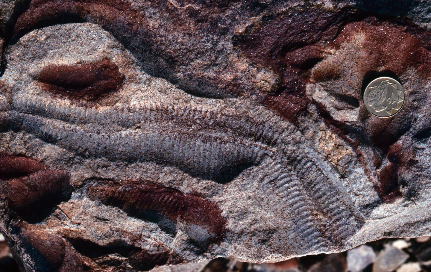 Proterozoic Fossil Record