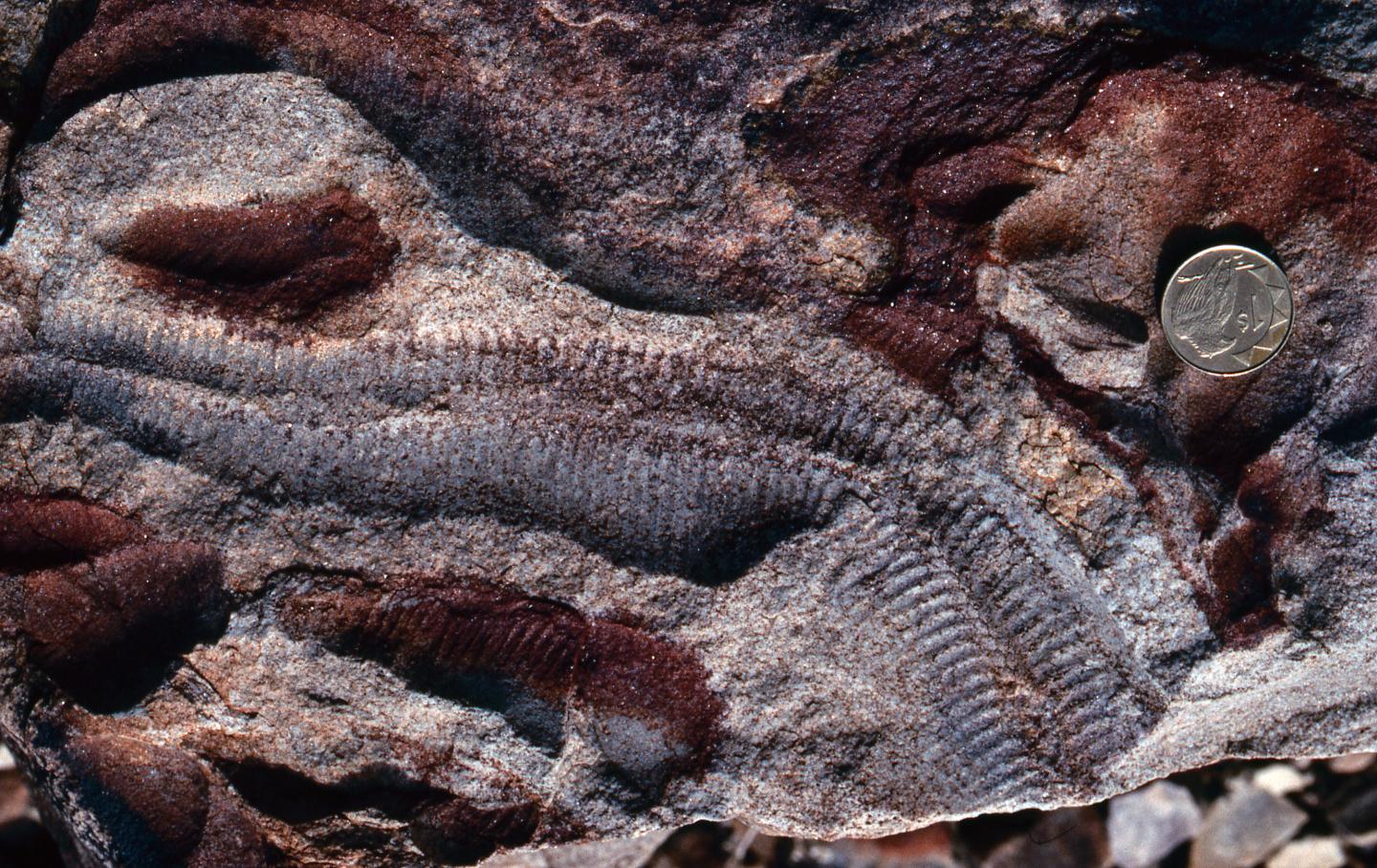 Proterozoic Fossil Record [IMAGE] EurekAlert! Science News Releases
