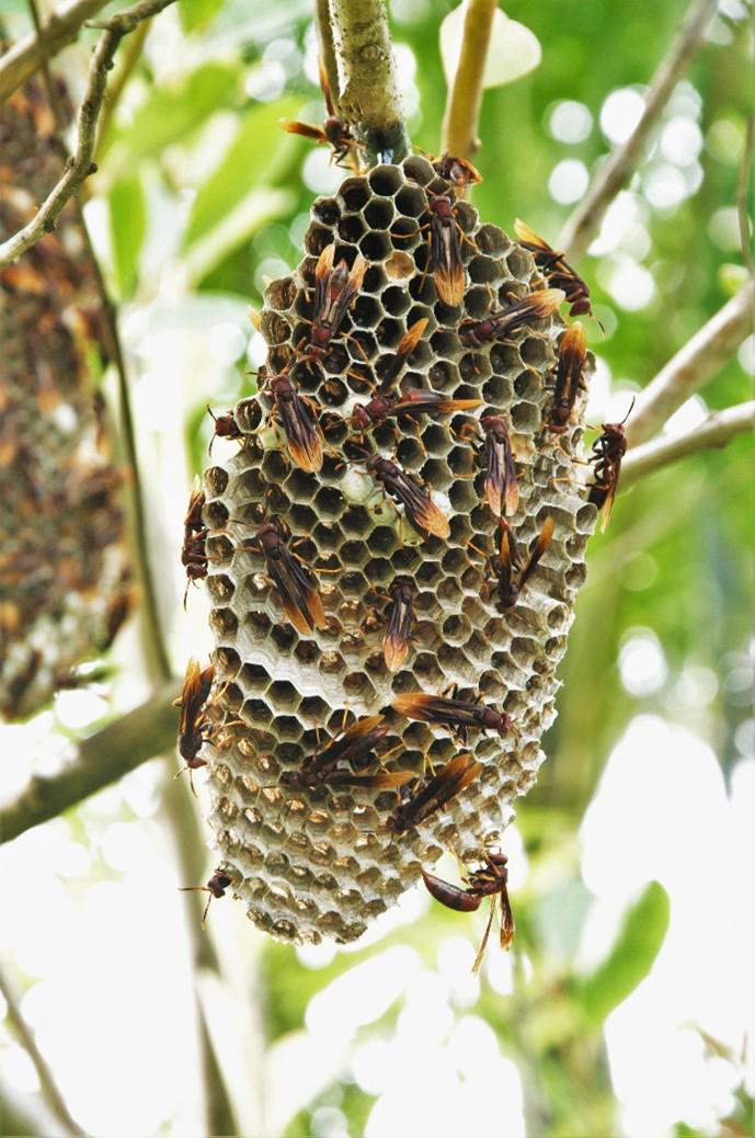 Tropical paper wasps babysit for neighbours EurekAlert