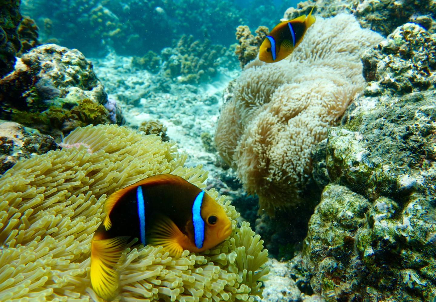 Clownfish and Anemones in the Reefs around Moorea Island