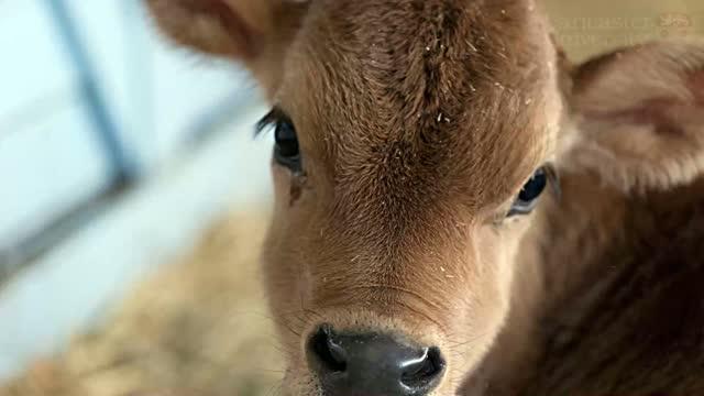 Women Seeing Baby Animals Have a Reduced Appetite for Meat