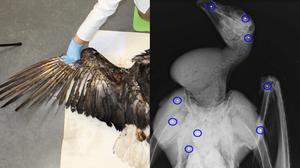 Bald eagle photograph and radiograph CREDIT iScience Thomason et al