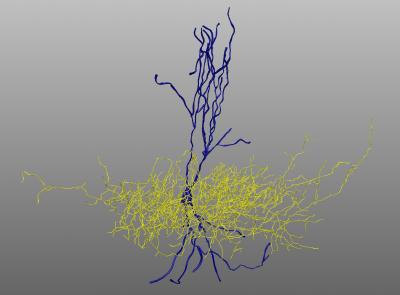 Inhibitory Neuron Whose Function Is Affected by Neuroligin Mutation