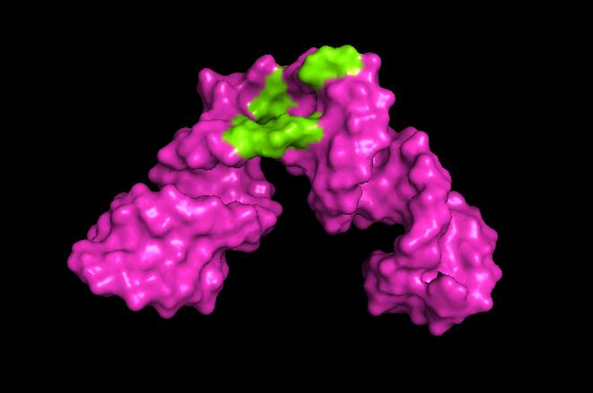 HBVE Binding Surface 1