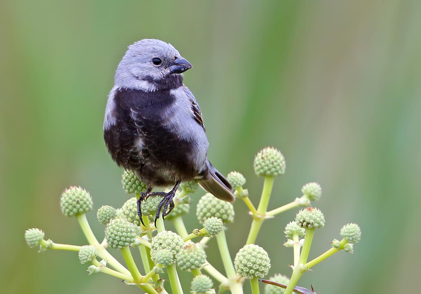 Despite Lack of Genetic Diversity, Why Do Finches Differ in Color? (11 of 18)