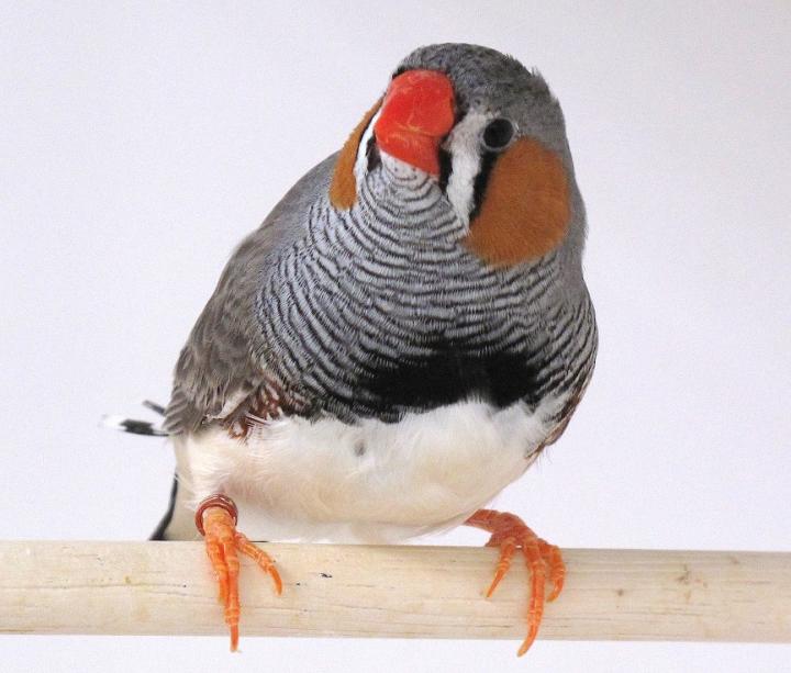 Zebra Finch