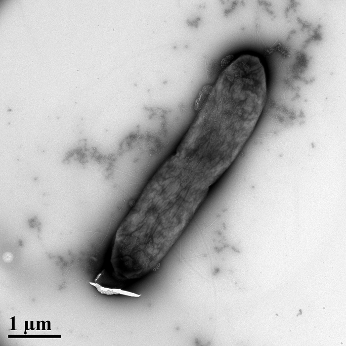 E. coli with silver nanoparticles