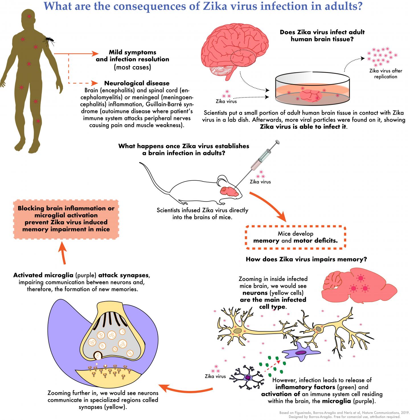 Consequences of Zika Virus Adult Infection