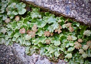 Liverworts can fight for light