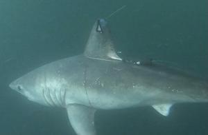 Porbeagle