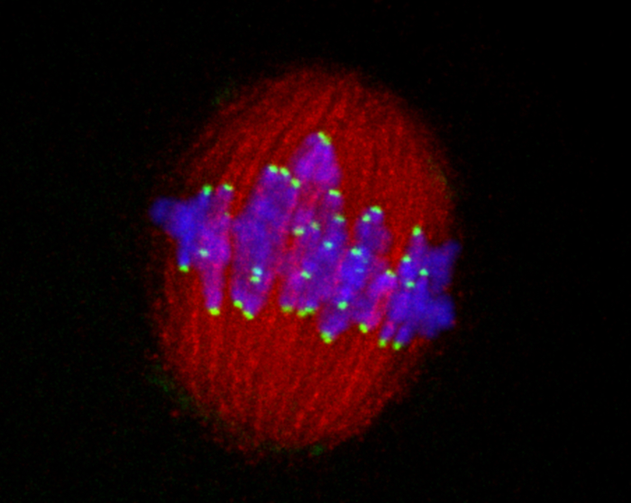 Suppressing cheating during cell division