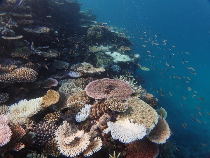 Some  Bleached Corals On the Great Barrier Reef During a Marine Heatwave In 2017
