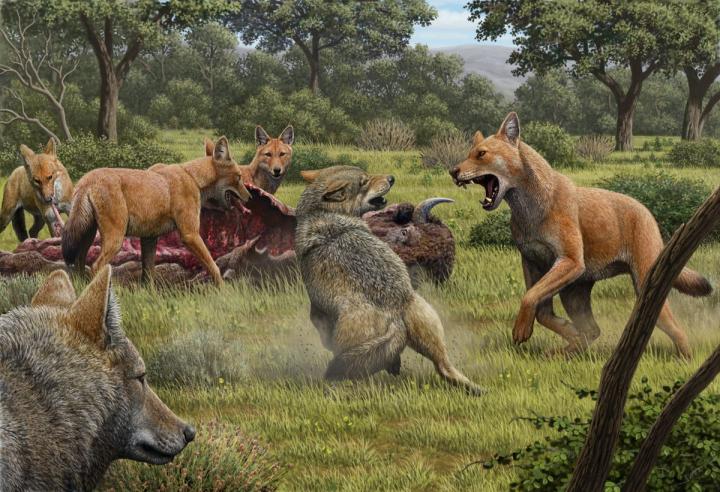 Artwork depicting two gray wolves confronting a pack of dire wolves