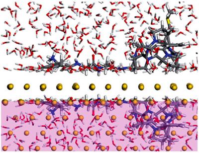 Biomineralization Simulation