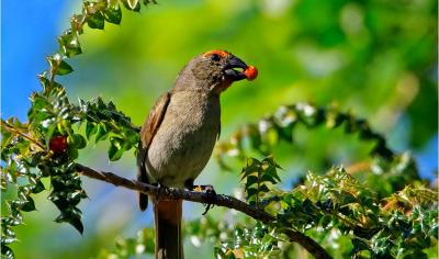 Greater Antillean Bullfinch