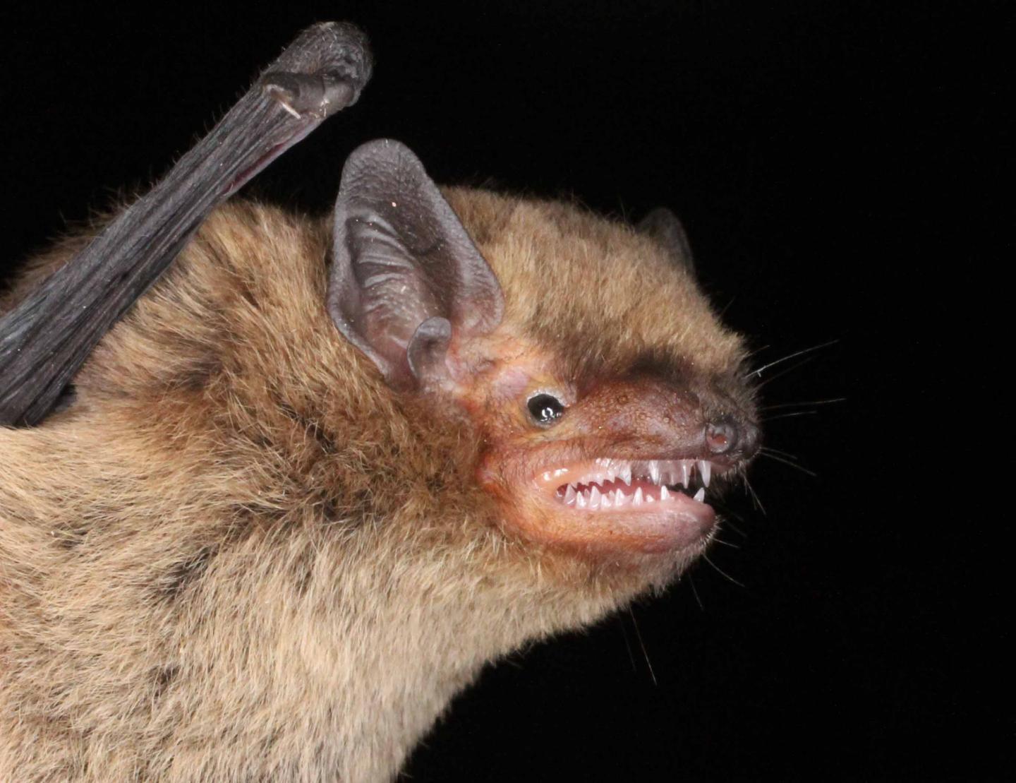 Nathusius and Soprano Bats Are Attracted to Green Light