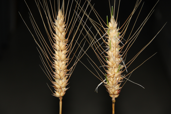 Germination of ‘Fielder’ is suppressed by genome editing