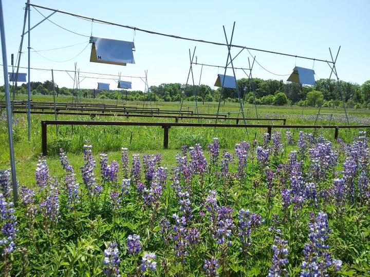 Lupine Monoculture under Heating Lamp