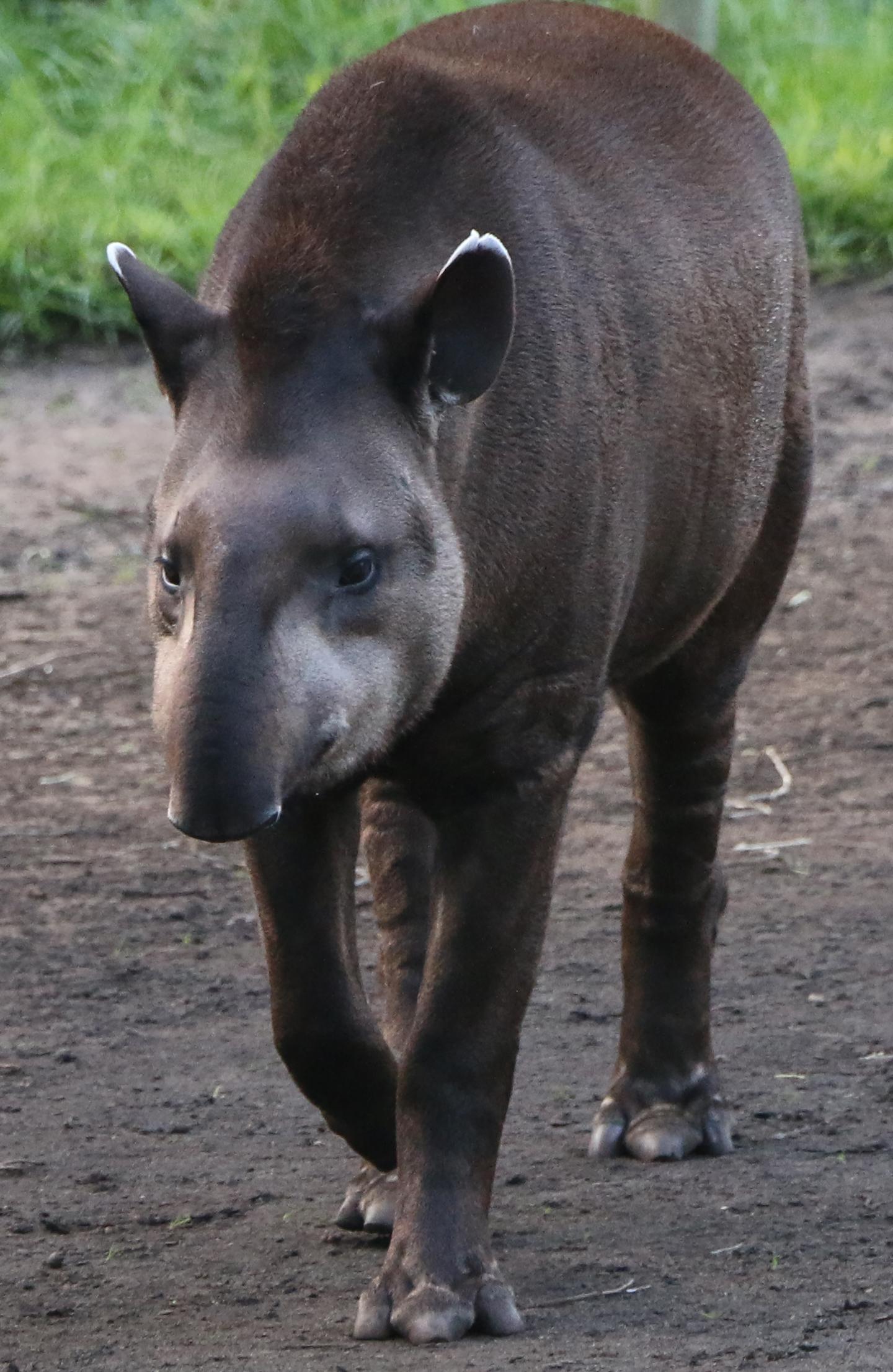 World's Large Herbivores Dwindling, Poaching a Major Threat (6 of 6)