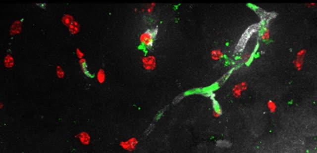 Peptide Crosses the Blood-Brain-Barrier