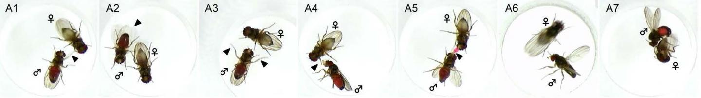 Fruit Fly Mating